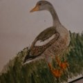 Klant imago Aquarelpotlood Albrecht Dürer - 273 Warm Grijs IV