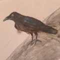 Klant imago Aquarelpen Albrecht Dürer - 199 Zwart