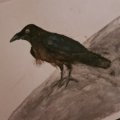 Klant imago Aquarelpen Albrecht Dürer - 199 Zwart