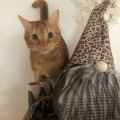 Klant imago Filterrol cheetah