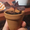 Klant imago Terracotta potten 5 cm - 10-pack