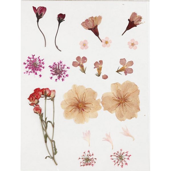 Gedroogde bloemen en bladeren - lichtroze