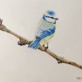 Klant imago Kleurpotlood Polychromos - 177 Walnootbruin