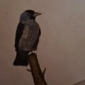 Klant imago Aquarelpotlood Albrecht Dürer - 234 Koudgrijs V