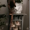 Klant imago Design-Metall - Cuivre 25 st.