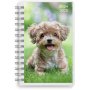 Kalender 24/25 Compact - Huisdieren