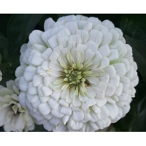 Zinnia - Benary Reuzenwit Zinnia - Benary Reuzenwit