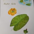 Klant imago Canson XL Aquarelle 300g - A3