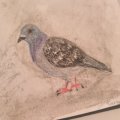 Klant imago Aquarelpotlood Albrecht Dürer - 231 Koudgrijs II