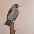 Klant imago Aquarelpotlood Albrecht Dürer - 234 Koudgrijs V