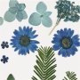Gedroogde bloemen en bladeren - blauw