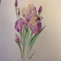 Klant imago Marterhaarborstel Aquafine 34 Rond - Nr. 4
