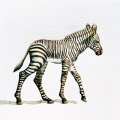 Klant imago Aquarelblok Gelijmd Koudgeperste Bogen 300g - A4