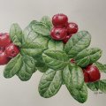 Klant imago Kleurpotlood Polychromos - 172 Aardegroen