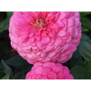 Zinnia - Benary reuzen felroze Zinnia - Benary reuzen felroze