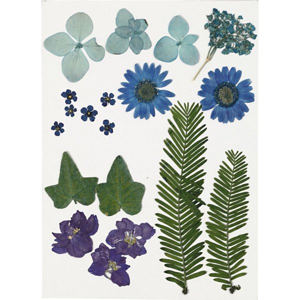 Gedroogde bloemen en bladeren - blauw