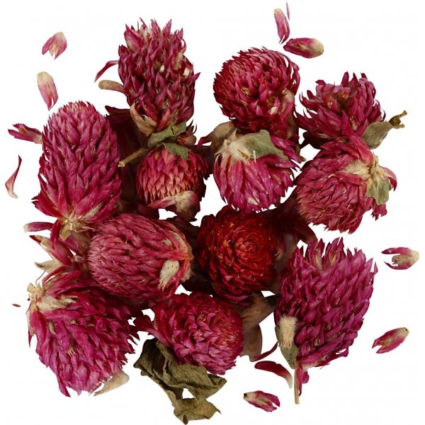 Droogbloemen - Rode klaver - 15 g