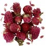 Droogbloemen - Rode klaver - 15 g