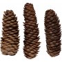 Dennenappels - 300 g