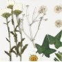 Gedroogde bloemen en bladeren - gebroken wit