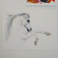 Klant imago Canson Montval 300g fijne grang - 36x48 cm