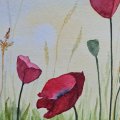 Klant imago Aquarelverf W&N Cotman tube 8 ml - 098 Cadmiumrood diepe tint
