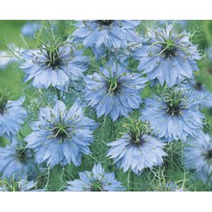 Het meisje in het groen - Miss Jekyll Sky Blue Het meisje in het groen - Miss Jekyll Sky Blue