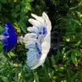 Klant imago Glazen bollen 18 - 20 mm - blauw 100 g / 20 st.