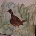 Klant imago Aquarelpotlood Albrecht Dürer - 178 Nougat