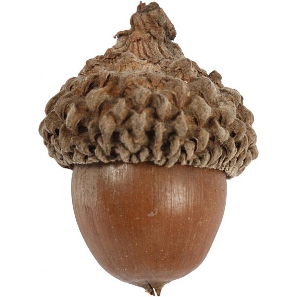 Eikels - 12 st Eikels - 12 st