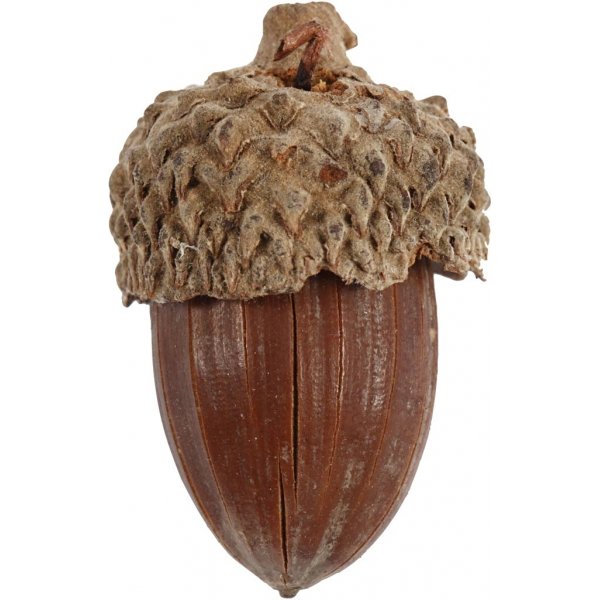 Eikels - 12 st Eikels - 12 st