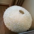 Klant imago Decoratieve veer 50-100 mm - vanille 10 g ~ 110-pack