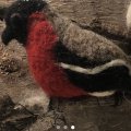 Klant imago Viltwol - rood 50 g Merinowol superfijn