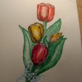 Klant imago Noris aquarelpotloden - 24 potloden