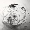 Klant imago Kalligrafie-inkt W&N 30 ml - Witte dipinkt