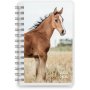 Kalender 24/25 Compact - Huisdieren