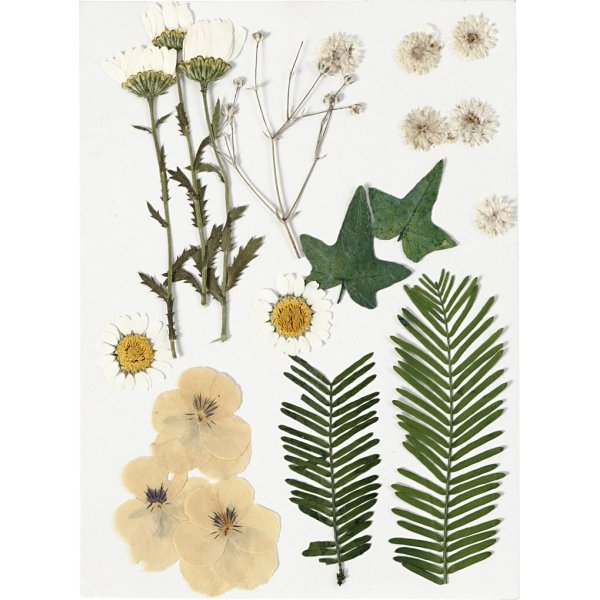 Gedroogde bloemen en bladeren - gebroken wit