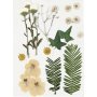 Gedroogde bloemen en bladeren - gebroken wit