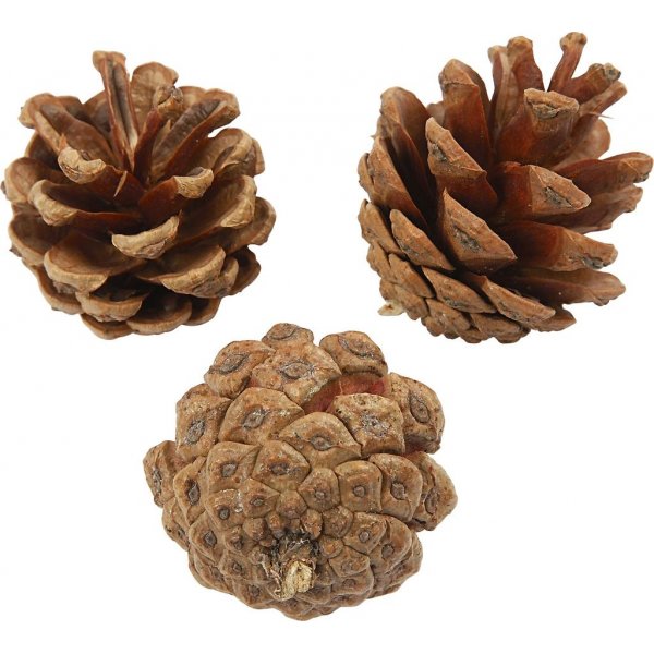 Dennenappels - 500 g