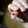 Klant imago Model Fimo Zacht 57g - Chocoladebruin