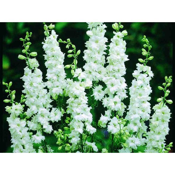 Delphinium - Brisbane White