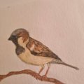 Klant imago Aquarelpotlood Albrecht Dürer - 274 Warm Grijs V
