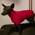 Klant imago Black Sheep Ulrika garen 50g - Donkerrood (46)