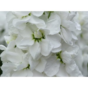 Bladhut - Mathilda White Bladhut - Mathilda White