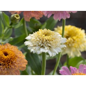Zinnia - Cresto perziken en room Zinnia - Cresto perziken en room