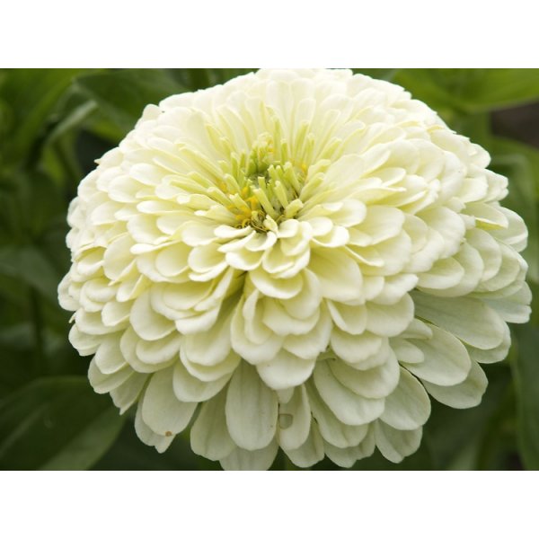 Zinnia - Isabellina Zinnia - Isabellina