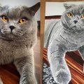 Klant imago Copic Ciao - C-5 - Cool Grey Nr. 5