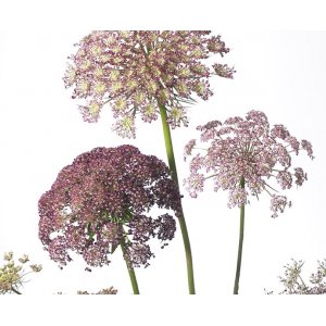 Bloemwortel - Dara Bloemwortel - Dara