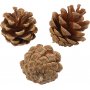 Dennenappels - 500 g