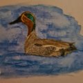 Klant imago Aquarelpotlood Albrecht Dürer - 174 Chroomgroen dekkend